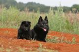 SCHIPPERKE 224